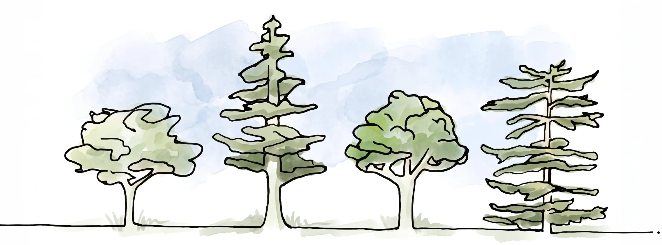 Ink and watercolor drawing of four trees, two leafy and two evergreen, on a long ground line